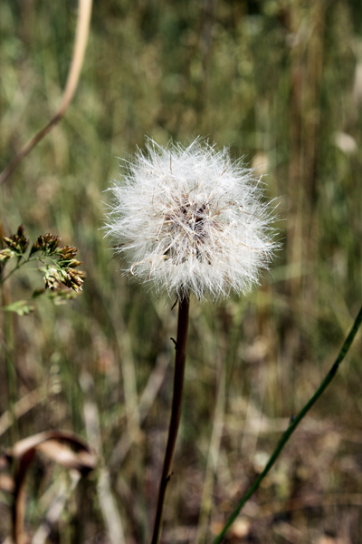 Ilse photographs a weed